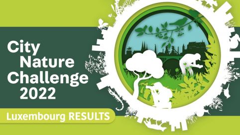City Nature Challenge 2022 au Luxembourg : 401 participants, 7 638 observations, 1 340 espèces