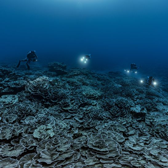 THE OCEAN IS COMING TO LUXEMBOURG